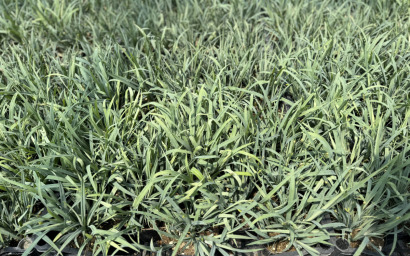 carex flack "blue zinger"